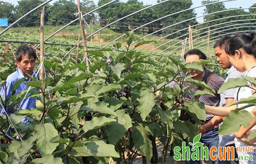 茄子嫁接技术及病虫害防治