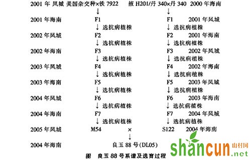 良玉88号玉米种选育过程及栽培技术