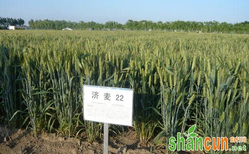 济麦22号品种简介及种植技术