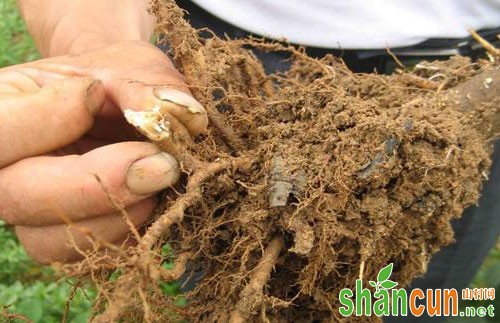 苹果树烂根原因，苹果树烂根防治方法