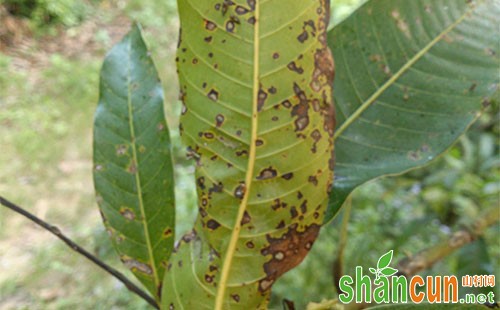 芒果主要病虫害介绍及其预防措施