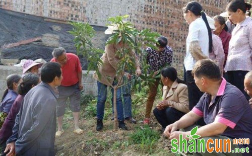 芒果树修剪的作用、方法和注意要点