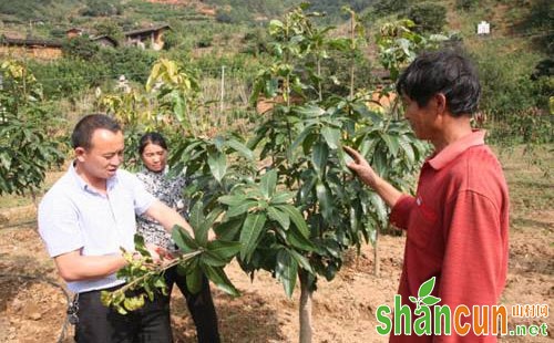 芒果树修剪的作用、方法和注意要点