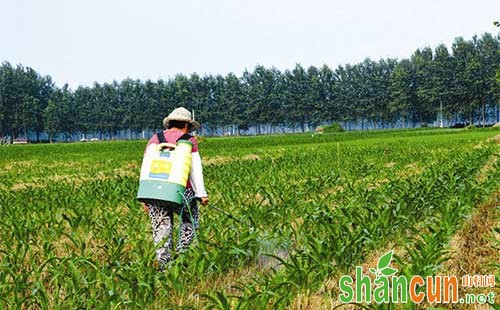 了解玉米田除草剂，对症下药事半功倍