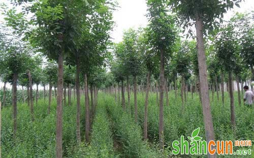 大连地区白蜡蛀干害虫及防治措施