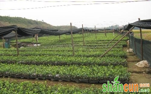 油茶怎么育苗，油茶育苗技术