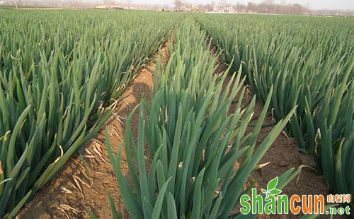 大葱怎样定植，定植前后如何管理？