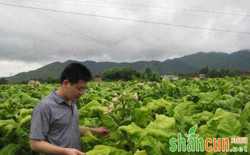 烟叶返青原因及其调控措施