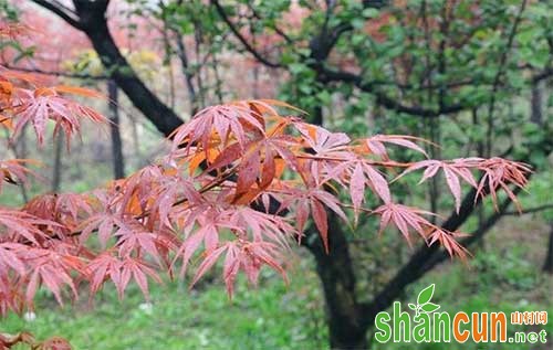 红枫黑螨病有哪些危害，如何防治