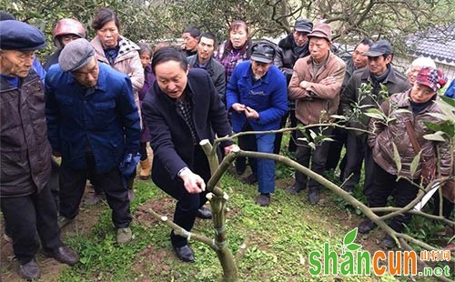 柑橘靠接砧木选择及其技术要点