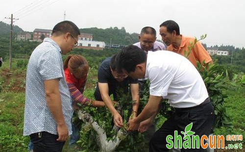 柑橘靠接砧木选择及其技术要点