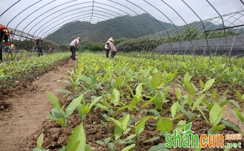 核桃育苗技术和芽接技术汇总