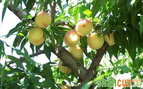 桃树缺钙症状，桃树补钙方法