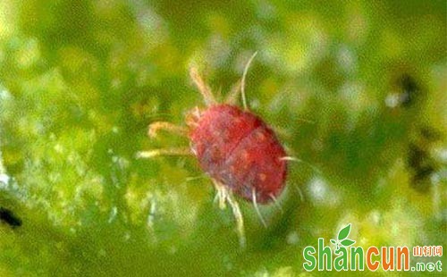 大豆红蜘蛛危害症状、发生规律及防治措施