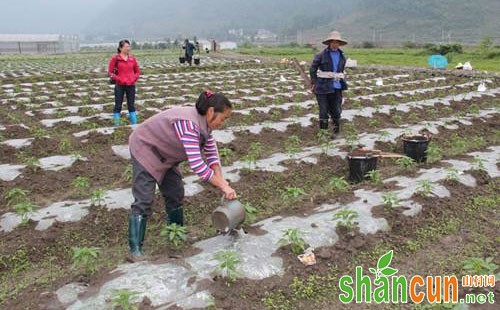 西红柿施肥现状及应对措施