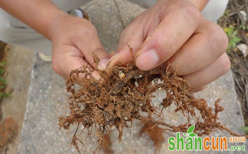 苗木根腐病防治药到病除总览