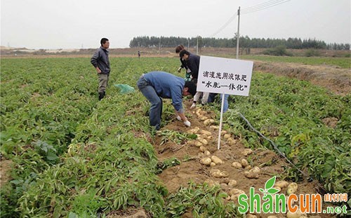 马铃薯块茎病害特征及防治措施