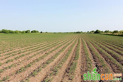 大豆优质高产栽培技术要点总结