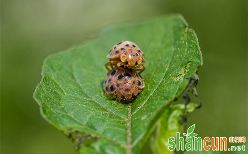 马铃薯瓢虫为害症状、发生特点及防治技术