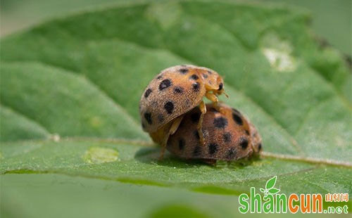 马铃薯瓢虫为害症状、发生特点及防治技术