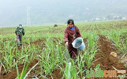 甘蔗生产施肥现状及提高肥料利用率的方法