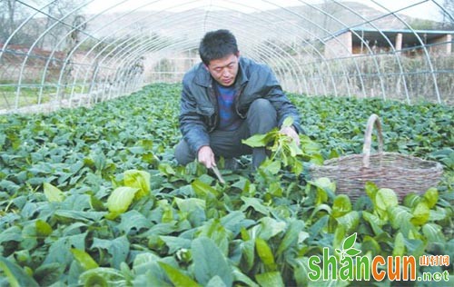 秋菠菜高产栽培技术及病虫害防治