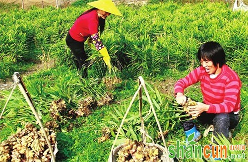 生姜的生长特性及栽培技术