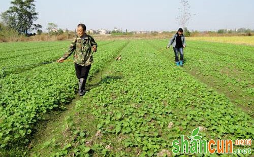 油菜田杂草的危害及防除技术分析介绍