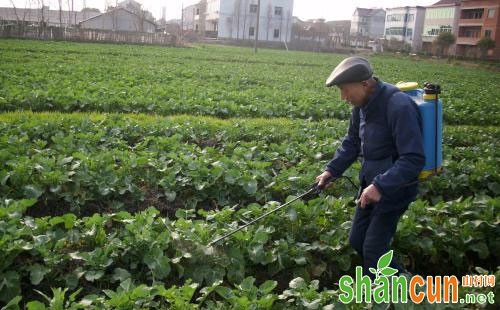 油菜田杂草的危害及防除技术分析介绍