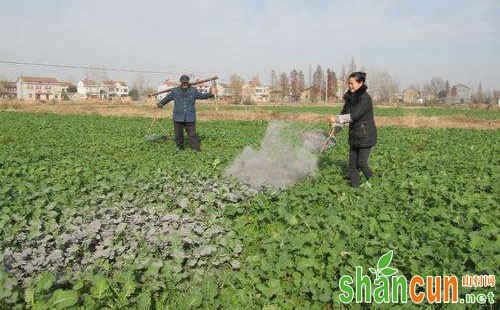 双低油菜施肥存在的问题及应对对策