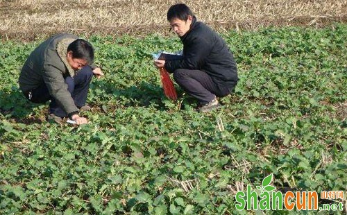 油菜渍害的危害及综合防控措施