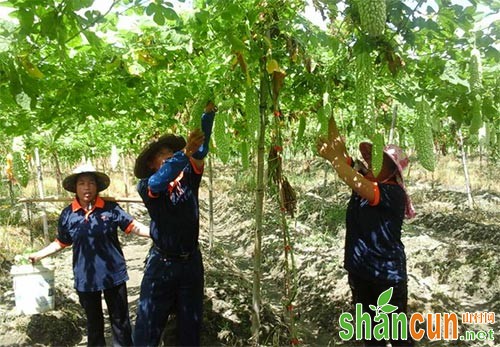 苦瓜瓜实蝇发生特点及防治方法