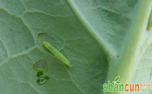 油菜小菜蛾的为害特点、特征习性及防治方法