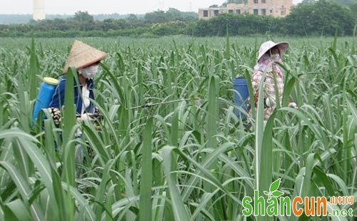 甘蔗害虫危害情况、发生原因及防治对策