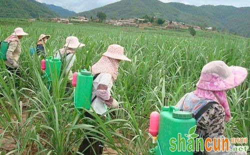 甘蔗害虫危害情况、发生原因及防治对策