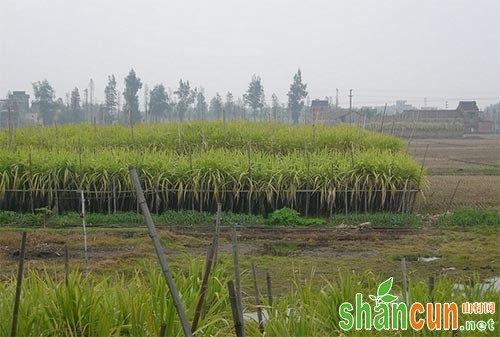 甘蔗田杂草5大防除技术总结