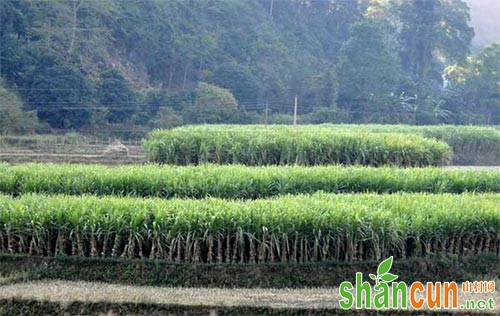 甘蔗田杂草5大防除技术总结