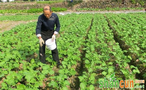 油菜基肥施用比例、深度等相关技术知识