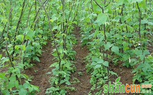 深入分析芸豆高产栽培技术