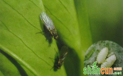豌豆潜叶蝇为害特点及防治方法