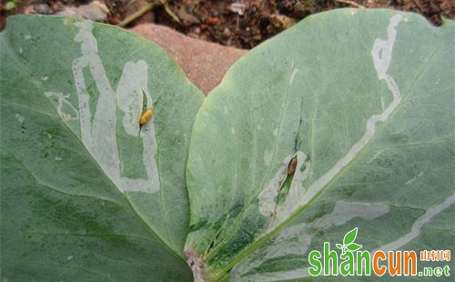 豌豆潜叶蝇为害特点及防治方法