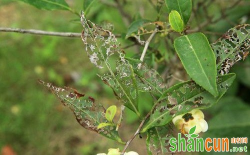 茶树病虫害种类，茶树病虫害防控技术