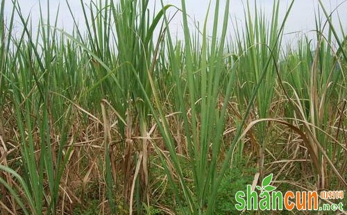 甘蔗田如何防除杂草，甘蔗除草技术
