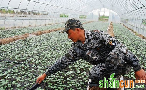 棉花基质穴盘育苗做法和育苗问题分析