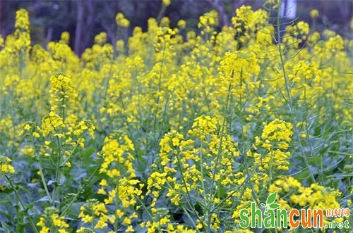 油菜缺素症状的识别及高产施肥方法