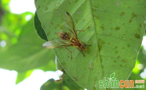 柑桔小实蝇危害特点及防治方法