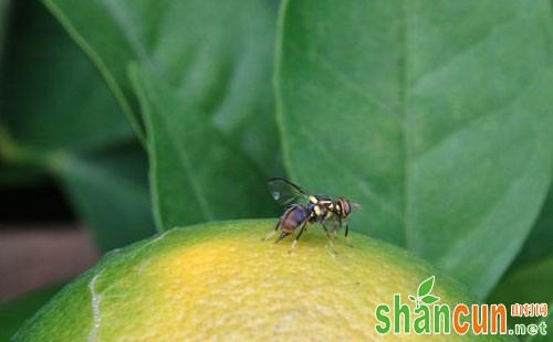 柑桔小实蝇危害特点及防治方法