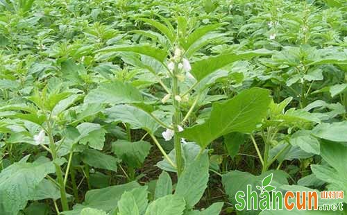 芝麻怎么种植，芝麻栽培技术