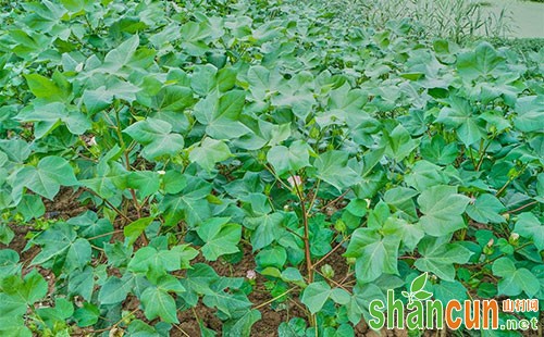 棉花蕾期的生育特点、田间诊断及管理技术