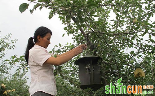 苹果树桑天牛和星天牛的发生特点及防治措施